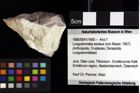 Foto (Objket + Etiketten) von Goniodromites bidentatus (Reuss, 1858) 